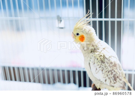 オカメインコ　シナモンパール　生後2ヵ月半 86960578