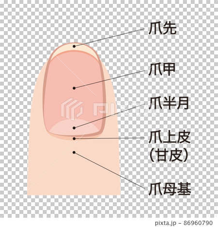 指甲各部分名稱 86960790