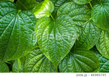 Fresh Piper sarmentosum herb green leaves on background, Piper sarmentosum green leaves is one a raw material for cooking food diet and use for herbal 86960795