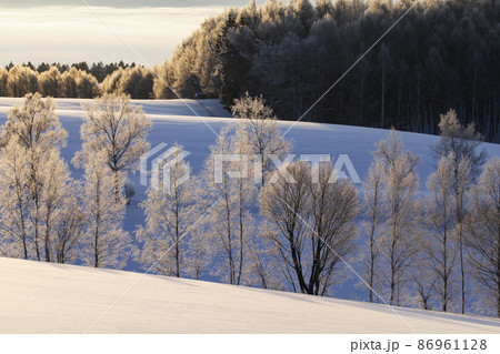 雪原の丘 雪原の丘 86961128