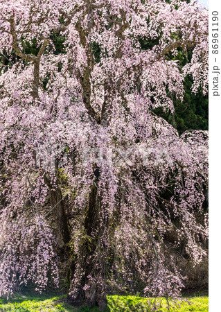 【福島県】二本松市 樹齢300年の福田寺の糸桜 4月 86961190