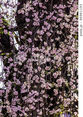 【福島県】二本松市 樹齢300年の福田寺の糸桜 4月 86961193