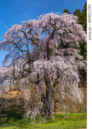 【福島県】二本松市 樹齢300年の福田寺の糸桜 4月 86961194