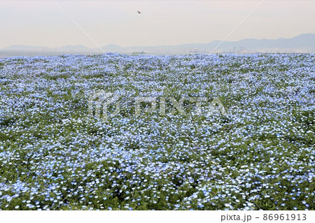 海に向かって広々と広がるネモフィラの花畑 海に向かって広々と広がるネモフィラの花畑 86961913