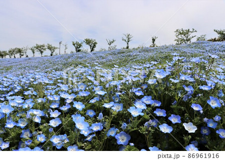 春を彩るフォトジェニックなネモフィラの花 春を彩るフォトジェニックなネモフィラの花 86961916
