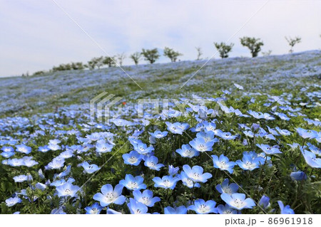 春の訪れを感じさせる淡いパステルブルーの花畑 春の訪れを感じさせる淡いパステルブルーの花畑 86961918