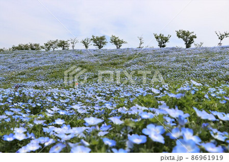 インスタ映えする花として大人気のネモフィラ インスタ映えする花として大人気のネモフィラ 86961919