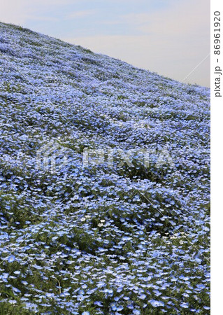 群生してカーペットのように見えるネモフィラの花 86961920
