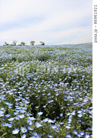 ネモフィラ畑にできたブラックホールを埋める程の花 86961921