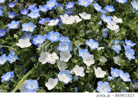 一輪一輪の花が可愛いネモフィラの花 86961925