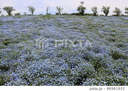 都会の中にあるとは思えないほど広大な花畑 86961933