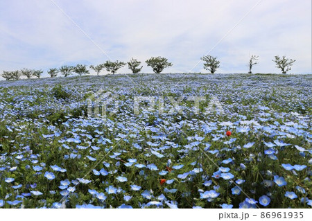 青と白のツートンカラーが清楚なネモフィラの花 86961935
