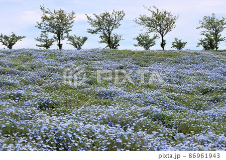 青空にとけこむように続くブルーの花畑 86961943
