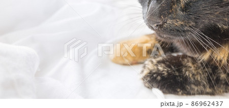 Close-up of the nose and paws of a black and red cat on a white sheet Close-up of the nose and paws of a black and red cat on a white sheet 86962437