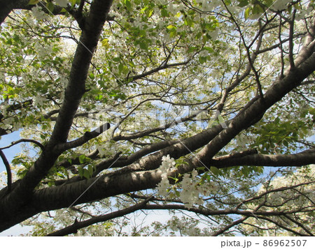 白色の大輪の花をつける熊本を代表するサトザクラ、満開の千原桜 86962507