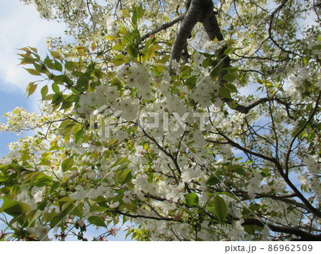 白色の大輪の花をつける熊本を代表するサトザクラ、満開の千原桜 86962509