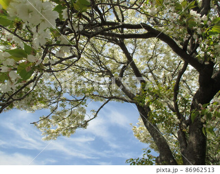 白色の大輪の花をつける熊本を代表するサトザクラ、満開の千原桜 86962513
