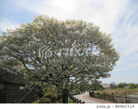 白色の大輪の花をつける熊本を代表するサトザクラ、満開の千原桜 86962514