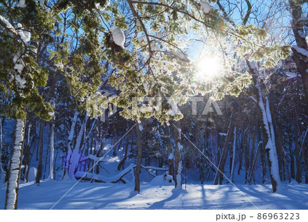 阿寒の森 阿寒の森 86963223