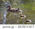 Duck with her two small duckling 86963367