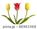 Two yellow tulips and one red tulips 86963368