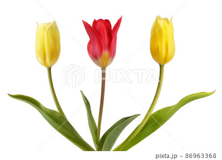 Two yellow tulips and one red tulips 86963368