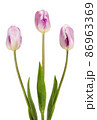 Three beautiful lilac tulips 86963369