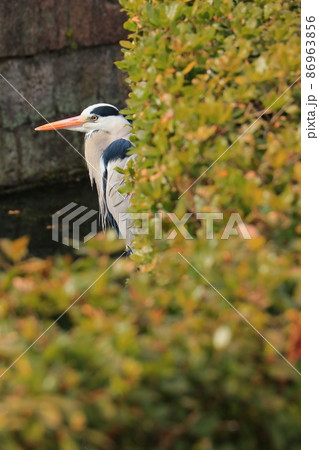アオサギが植木に潜んでいます 86963856