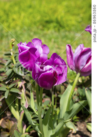Close-up view on the button of violet, purple tulip flower in spring 86963860