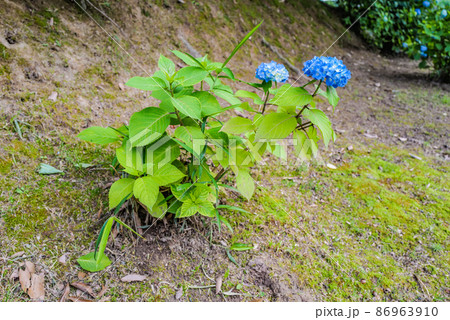 紫陽花 86963910