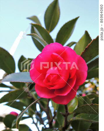 山茶花  Camellia sasanqua と青空 山茶花  Camellia sasanqua と青空 86964060