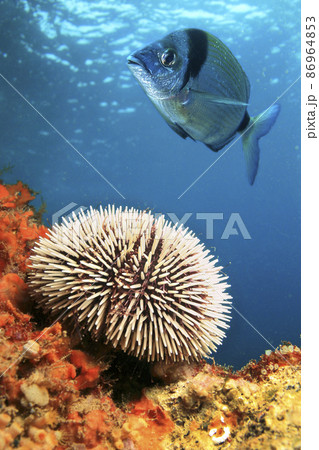 Common urchin, Cabo Cope Puntas del Calnegre Regional Park, Spain 86964853