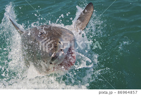 Great White Shark, Gansbaai, South Africa Great White Shark, Gansbaai, South Africa 86964857