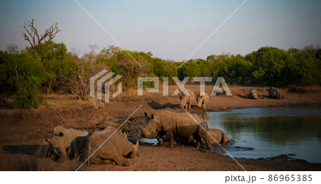 Portrait of white rhinos in the Mkhaya Game Reserve,Siphofaneni, Eswatini former Swaziland Portrait of white rhinos in the Mkhaya Game Reserve,Siphofaneni, Eswatini former Swaziland 86965385