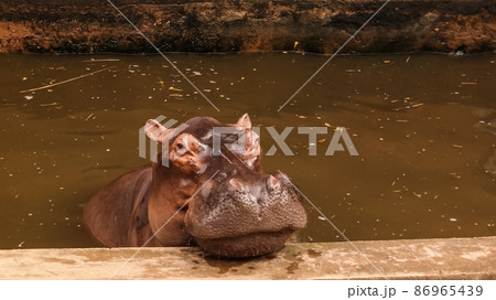 portrait of eating hippopotamus in Niamey at Niger 86965439