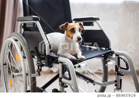 Jack Russell Terrier dog sits in a wheelchair. A devoted friend is waiting for the owner. 86965919