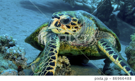 Hawksbill Turtle, Red Sea, Egypt 86966488