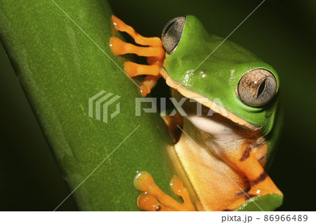 Tiger-Striped Leaf Frog, Amazonia, Ecuador 86966489