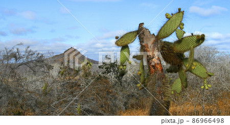 Galapagos Islands Landscape, Galapagos National Park, Ecuador 86966498
