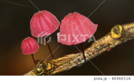 Wild Mushroom, Amazonia, Ecuador 86966516