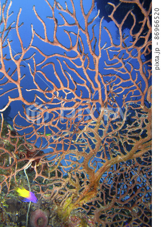 Sea Fan, Coral reef, Cuba Sea Fan, Coral reef, Cuba 86966520