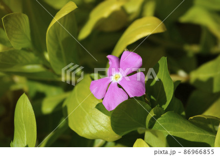 Madagascar rosy periwinkle Madagascar rosy periwinkle 86966855