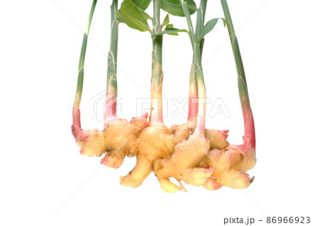 葉生姜 葉生姜 86966923