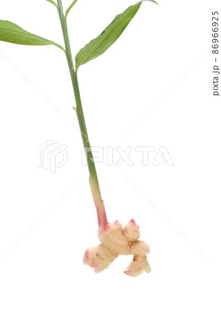 葉生姜 86966925