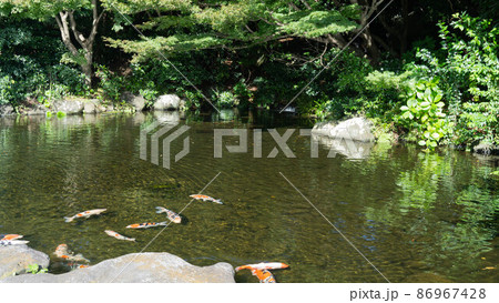 池で泳ぐ錦鯉 池で泳ぐ錦鯉 86967428