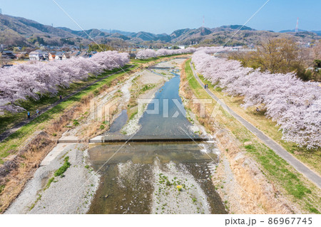 空撮「埼玉県」こだま千本桜 空撮「埼玉県」こだま千本桜 86967745