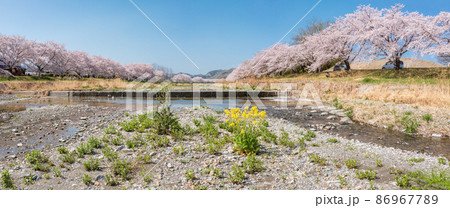 空撮「埼玉県」こだま千本桜 86967789