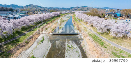 空撮「埼玉県」こだま千本桜 86967790
