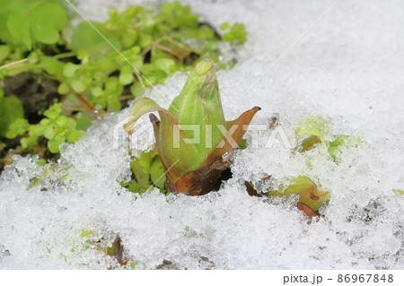 雪の下から顔を出したふきのとう 雪の下から顔を出したふきのとう 86967848