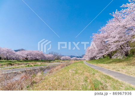 埼玉県 本庄市 こだま千本桜の写真素材
